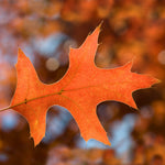 Provides red color in fall.