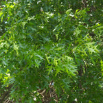 Bright green deeply lobed leaves.