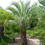 Pindo Palm Tree