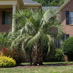Pindo Palm Tree