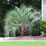 Pindo Palm Tree