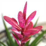 5-Inch Bromeliad in Decorative Pot