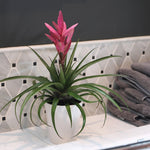 Pink Bromeliad