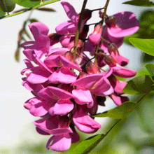 Pink Wisteria Vine
