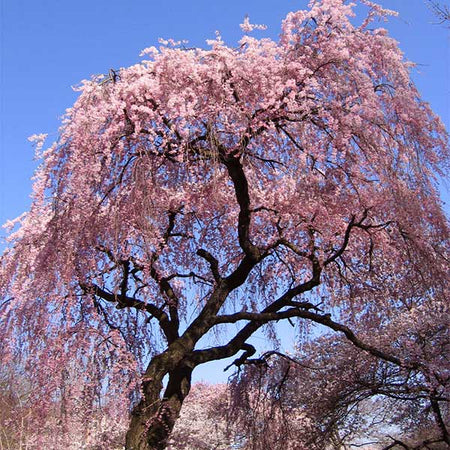 Pink Weeping Cherry Tree