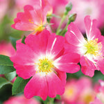 Pink Drift® Rose