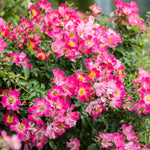 Pink Drift® Rose