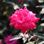 Double Pink Knock Out® Shrub