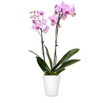 Orchid Plant in White Pot