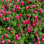 Pink Skullcap Shrub