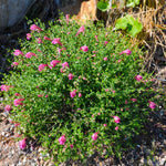 Pink Skullcap Shrub