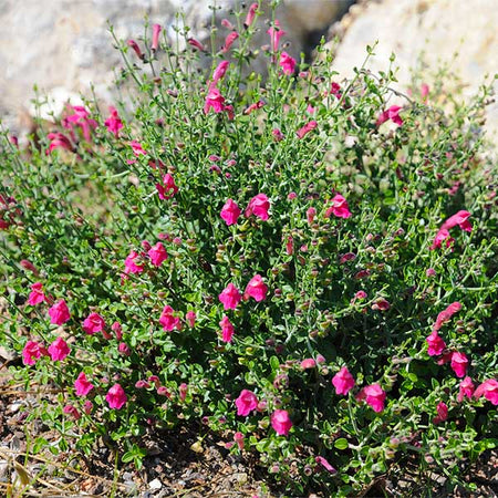 Pink Skullcap Shrub