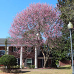 Pink Trumpet Tree