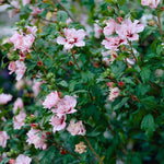 Pink Rose of Sharon Althea Shrub