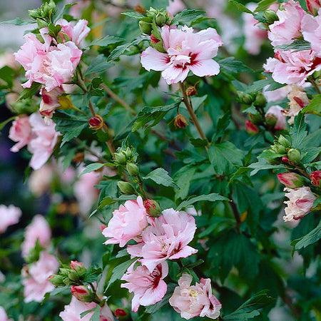 Pink Rose of Sharon Althea Shrub