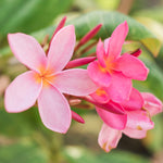 Plumeria Plant