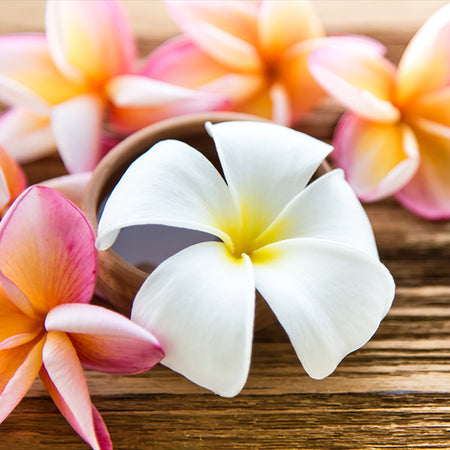 Plumeria Plant