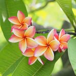 Plumeria Plant