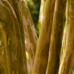  Crape Myrtles have bark that peels to reveal unique coloring for great winter interest.