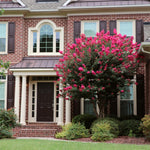 Pink Velour Crape Myrtle Tree
