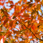 Fall leaf color of the Pink Velour is orange.