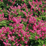 Crape Benefits in a Shrub Silhouette