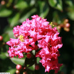 Crape Benefits in a Shrub Silhouette