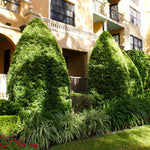 Yew Podocarpus