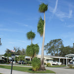 Ponytail Palm Tree