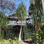 Ponytail Palm Tree