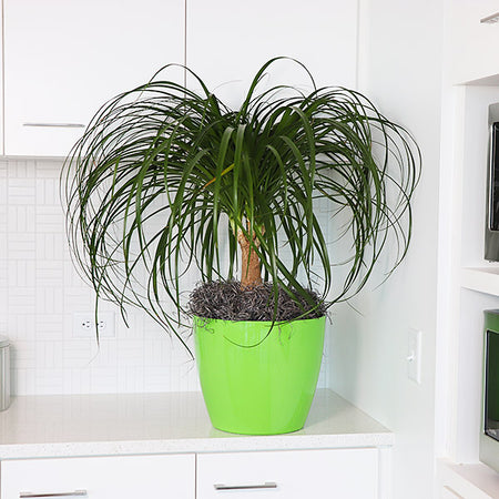 Ponytail Palm Tree