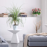 Ponytail Palm Tree