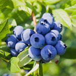 This Rabbiteye blueberry flowers late so is good for zones prone to late frost.