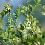 Your blueberry will be covered in petite bell shaped blooms in spring.