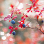 Blueberry shrubs have great red fall color.