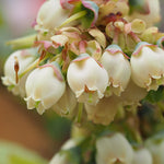 Your blueberry will be covered in petite bell shaped blooms in spring.