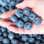 Premier produces a firm berry with a long shelf life.
