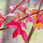 Blueberry shrubs have great red fall color.