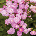 Pretty Polly® Lavender Rose
