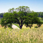 Princeton American Elms grow quickly with better disease resistance and take pruning well.