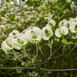 Mexican Flowering Dogwood Tree