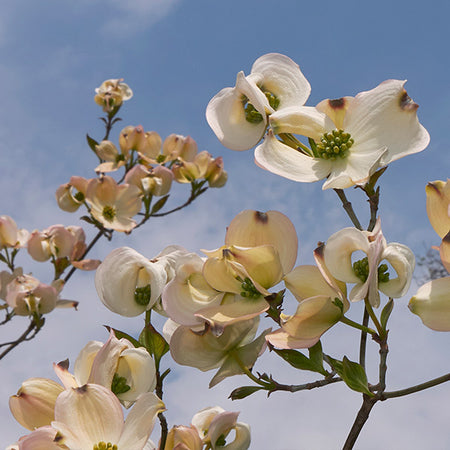 Mexican Flowering Dogwood Tree