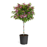 New River Bougainvillea Tree