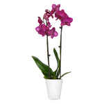 Orchid Plant in White Pot