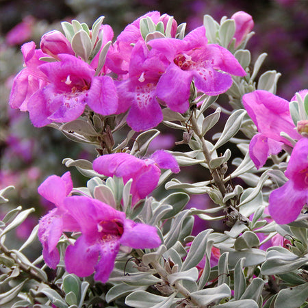 Purple Rain Texas Sage