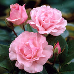 Queen Elizabeth Rose