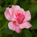 Queen Elizabeth Rose