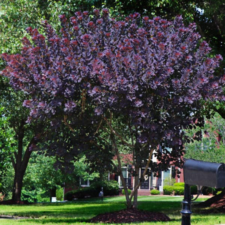 Royal Purple Smoke Tree
