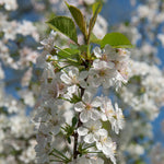 Your cherry tree will bloom with white flowers every spring.