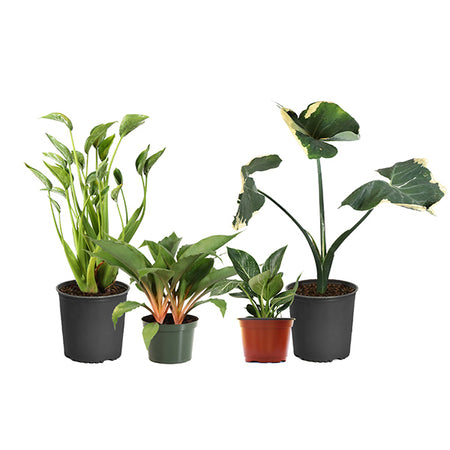 Rare House Plant Kit